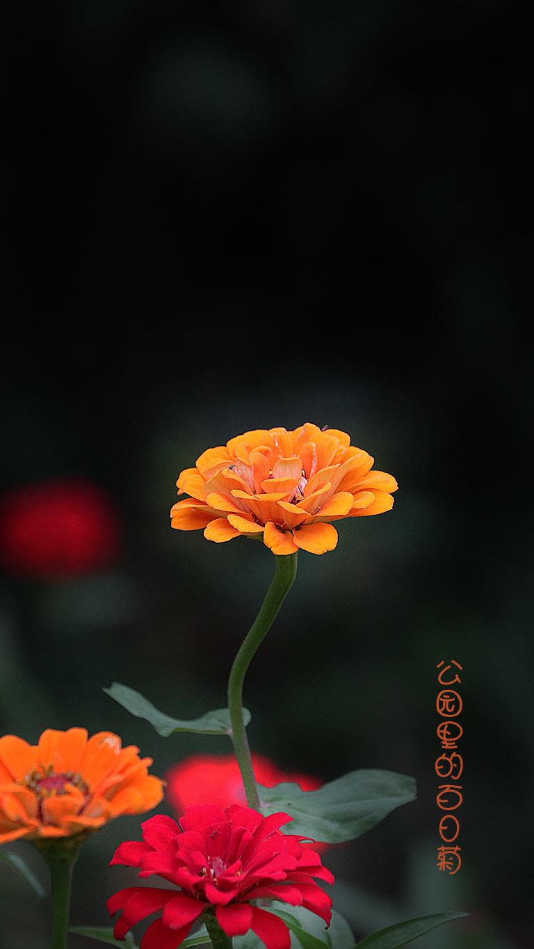 图片幻灯播放手机版(图片幻灯播放手机版怎么弄)-第3张图片-QuickQ官网