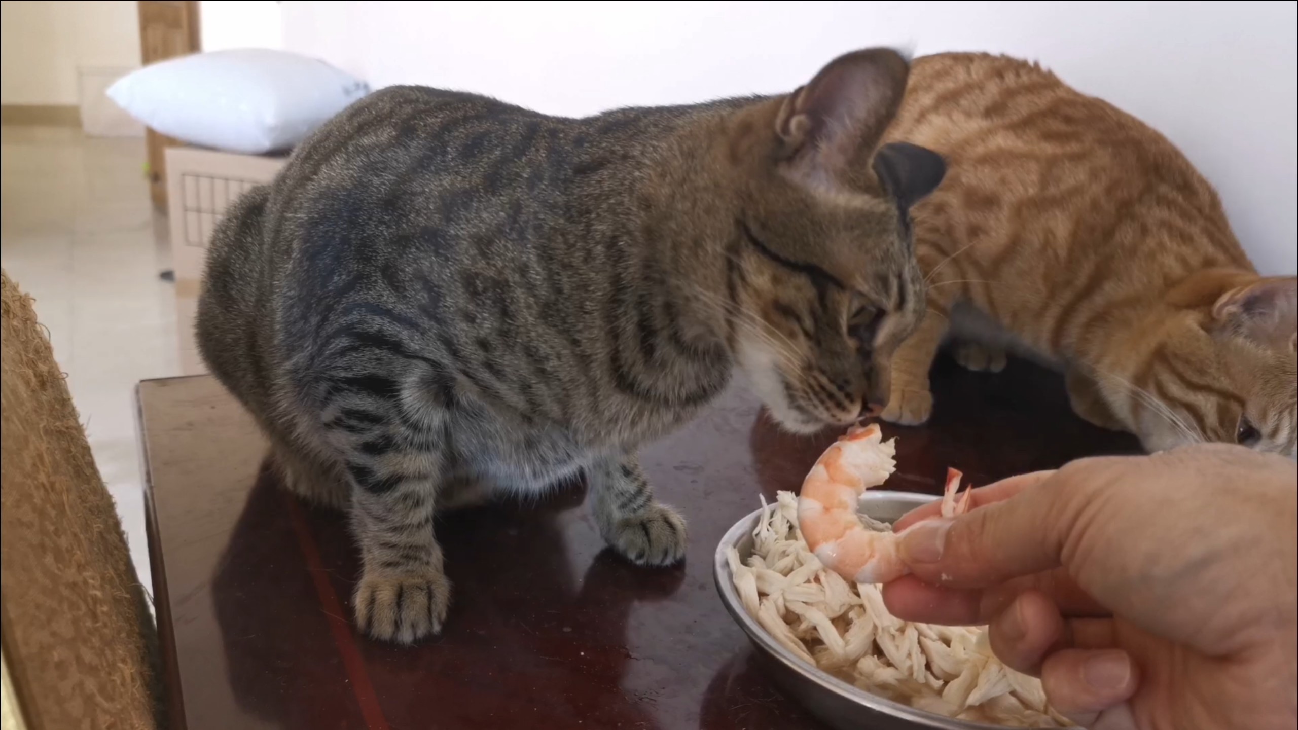 喵师傅师傅版苹果版(喵师傅app接单官网)-第4张图片-QuickQ官网