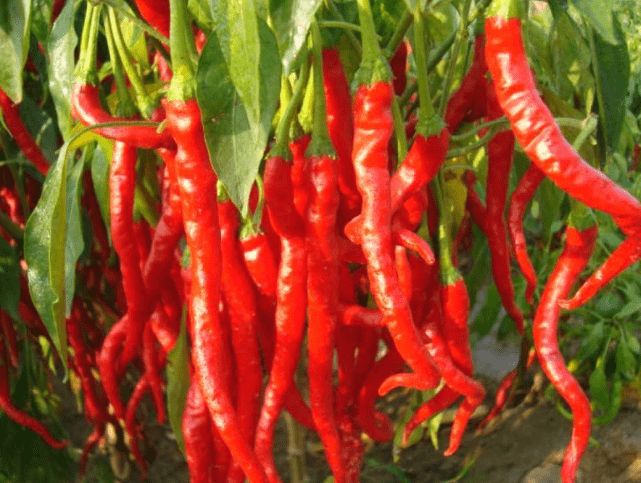 辣椒测试版苹果版(辣椒app苹果版下载)-第5张图片-QuickQ官网