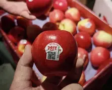 下载豆荚苹果版(下载豆荚苹果版app)-第5张图片-QuickQ官网 下载豆荚苹果版(下载豆荚苹果版app)-第5张图片-QuickQ官网