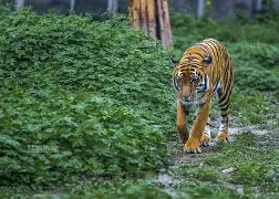 酷虎小说网手机版(酷虎小说总排行榜)