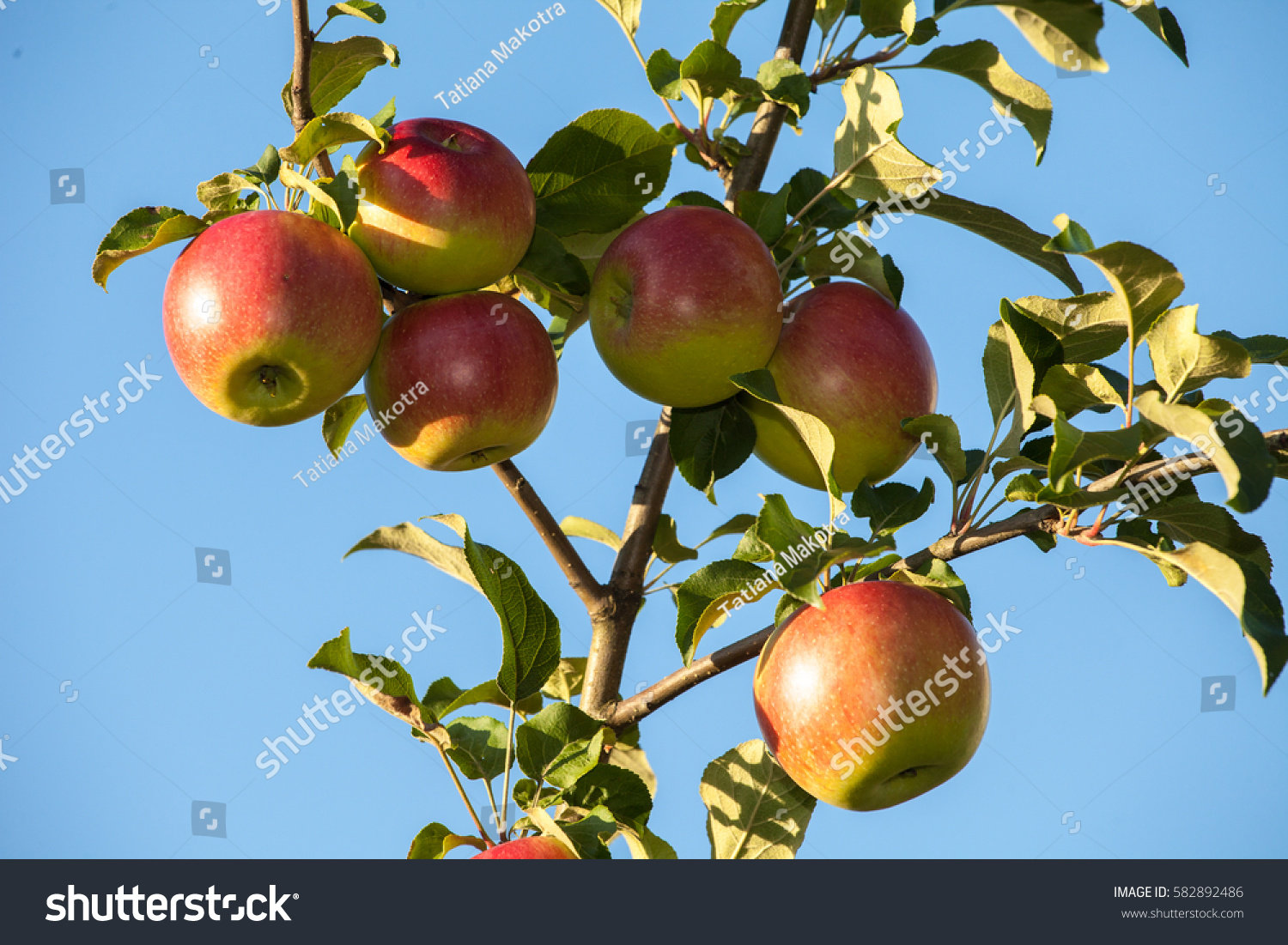 苹果版young(苹果版ios版应用宝)-第2张图片-QuickQ官网